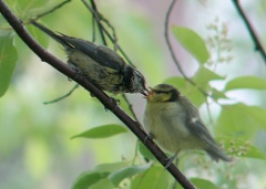 20160608 Feeding Blue Tits